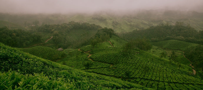 One foot in Darjeeling. A Mindful tea heritage and love of kombucha